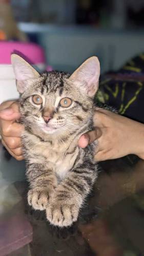male kitten for adoption 
