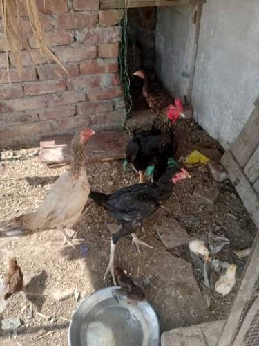 aseel male hen
