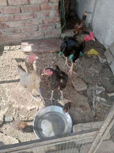 aseel male hen