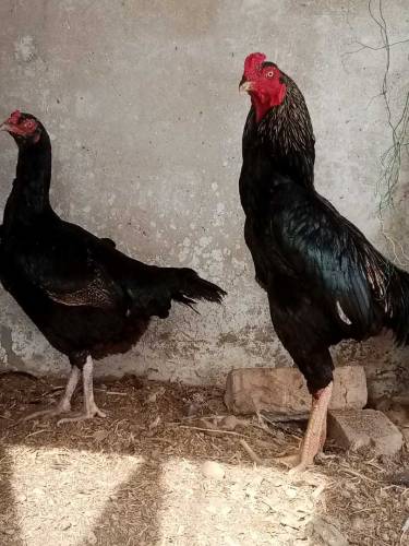 aseel male hen