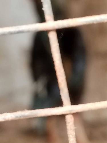 aseel male hen