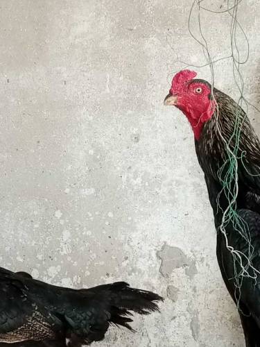 aseel male hen