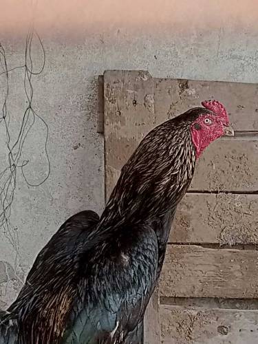 aseel male hen