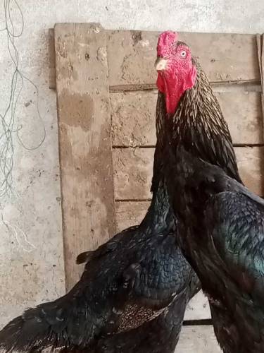 aseel male hen