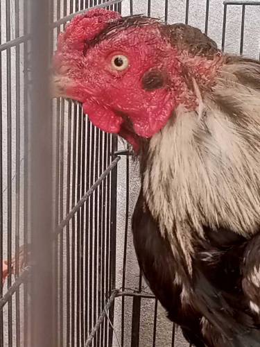 aseel male hen