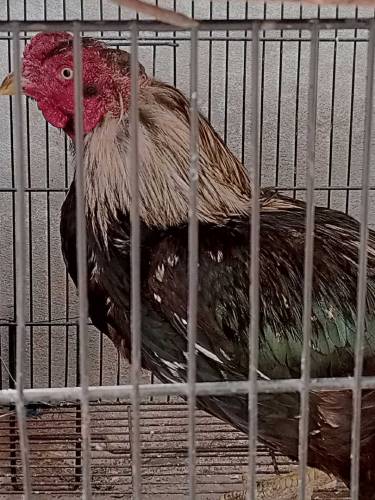 aseel male hen