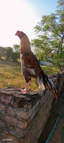 Miawali Saleta murgha  High Quality bird