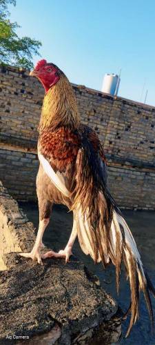 Miawali Saleta murgha  High Quality bird
