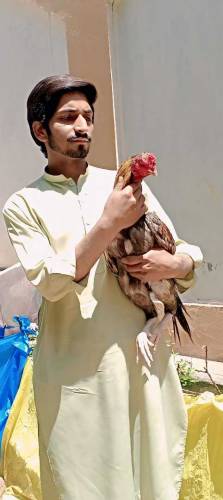 Miawali Saleta murgha  High Quality bird