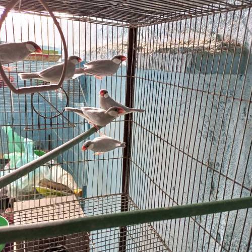 Silver java for Sale Healthy pair for first bread
