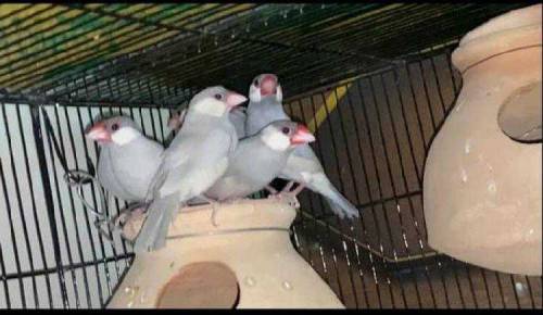 Silver java for Sale Healthy pair for first bread