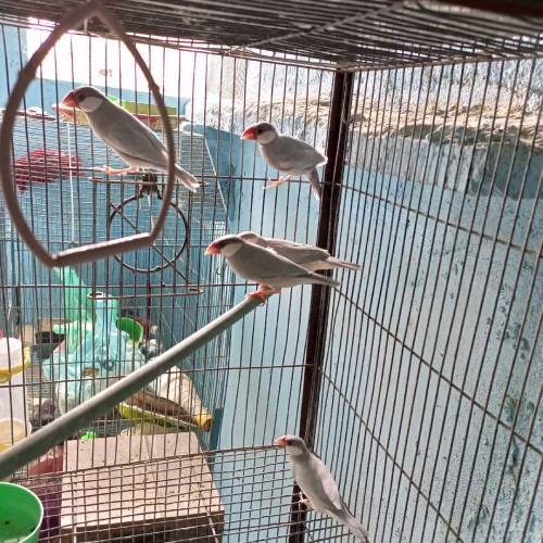 Silver java for Sale Healthy pair for first bread