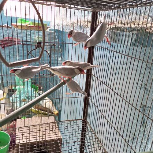 Silver java for Sale Healthy pair for first bread