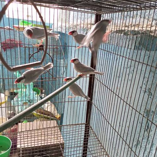 Silver java for Sale Healthy pair for first bread