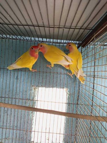 Lutino Bird Pattha 1 pair healthy & Bigger Size 
