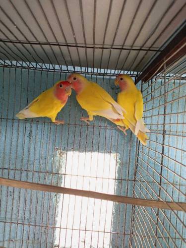 Lutino Bird Pattha 1 pair healthy & Bigger Size 