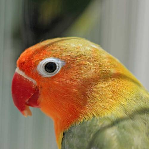 Fishel Birds 