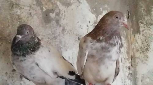 pigeon for sale  