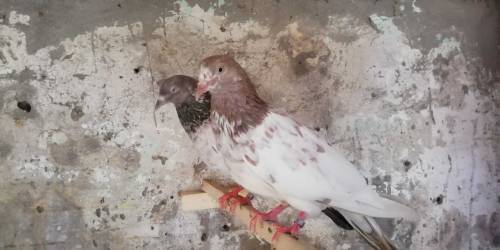 pigeon for sale  
