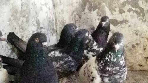 pigeon for sale  