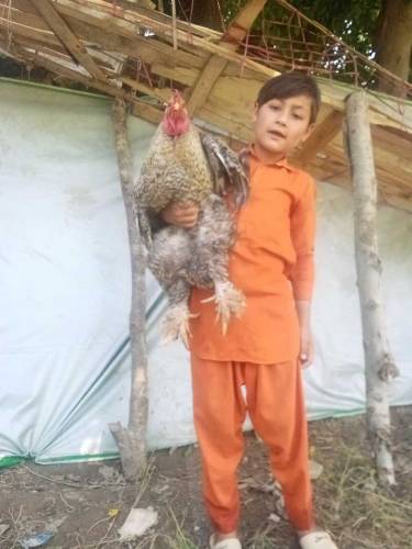 Coco Brahma three male available for sale in district bajaur 