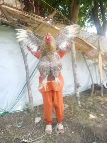 Coco Brahma three male available for sale in district bajaur 