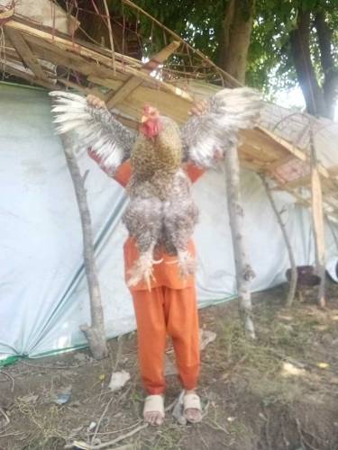 Coco Brahma three male available for sale in district bajaur 