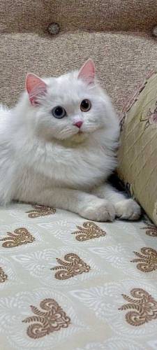 Turkish Angora cat for sale