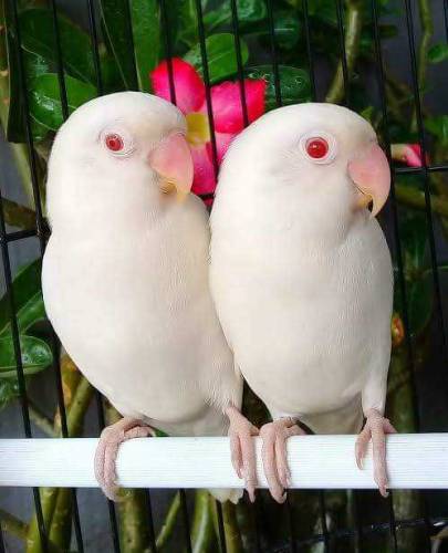 bird