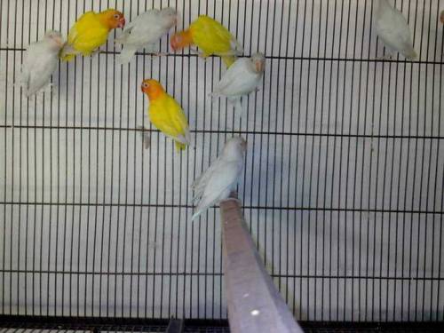 bird