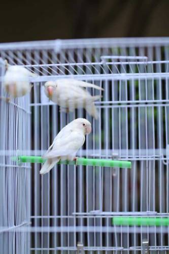 bird