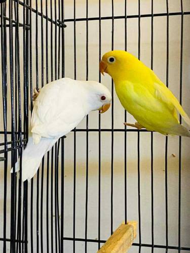 bird