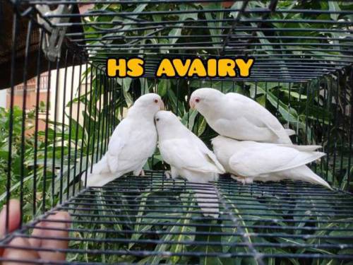 bird