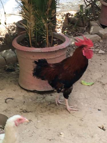 LUKHA ASEEL MURGA