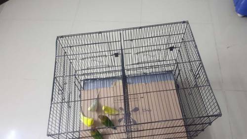 2 Cage with birds