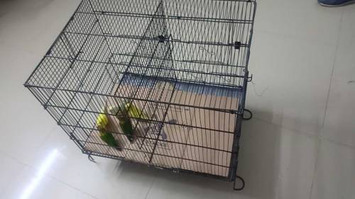 2 Cage with birds