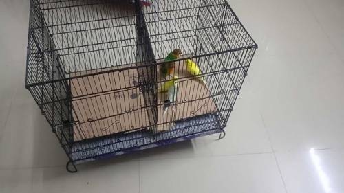 2 Cage with birds