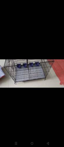 2 Cage with birds