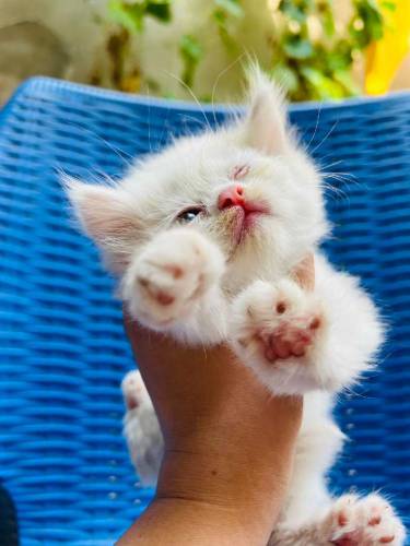 Persian Kittens