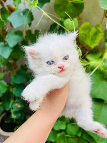 Persian Kittens