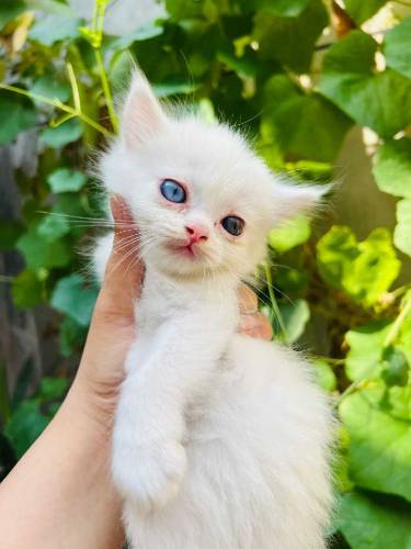 Persian Kittens