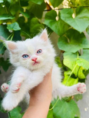Persian Kittens
