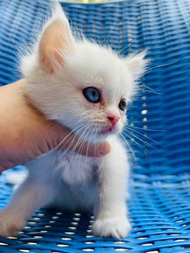 Persian Kittens