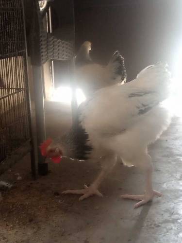 light Sussex pair  and white heavy buff chicks