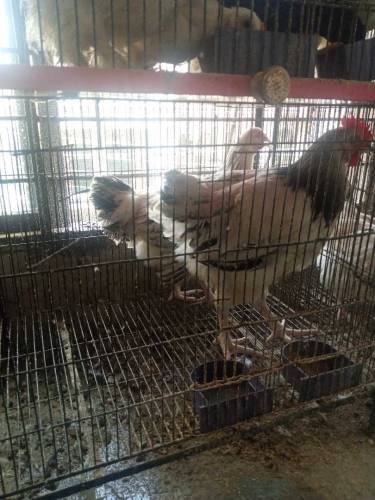 light Sussex pair  and white heavy buff chicks