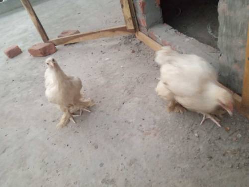 light Sussex pair  and white heavy buff chicks