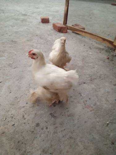 light Sussex pair  and white heavy buff chicks