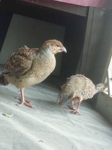 breader teeter for sale 