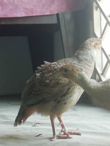 breader teeter for sale 