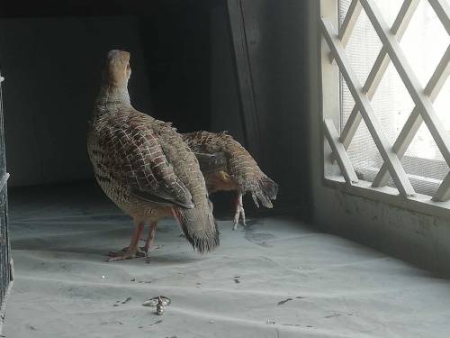 breader teeter for sale 